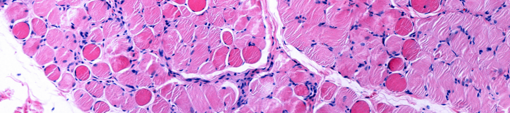 fibre musculaire, microscope, détail, muscle