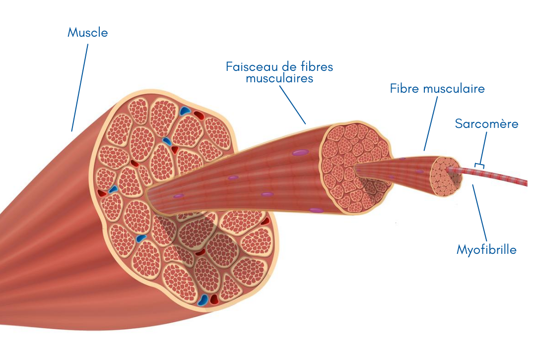 schéma muscle, faisceau de fibres musculaires, fibre musculaire, sarcomère, myofibrille