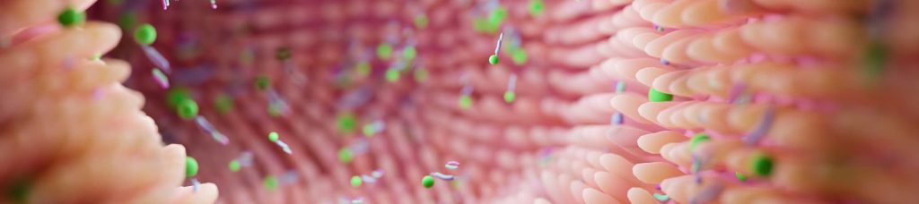 Représentation du microbiote intestinal avec bactéries et muqueuse intestinale favorisant la digestion et l’absorption des nutriments