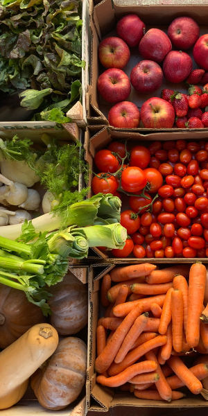 mélange de fruits et de légumes rouges, verts, oranges. Carotte, tomate, poireaux, potiron, salade, pommes